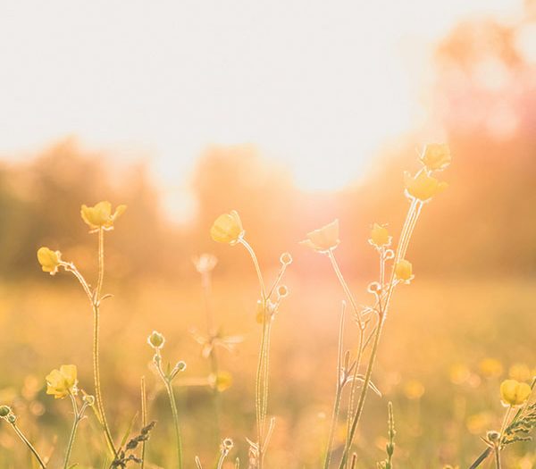 Pack, Plan and Prepare this summer with NHS Inform