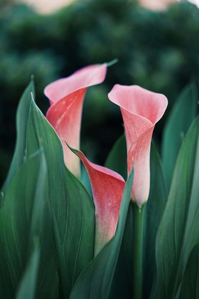 3 pink flowers with green leaves